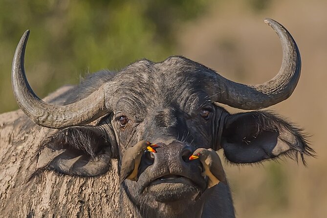 7-Days Kenya Safari Samburu, Aberdare, Lake Nakuru, & Maasai Mara - Cancellation Policy