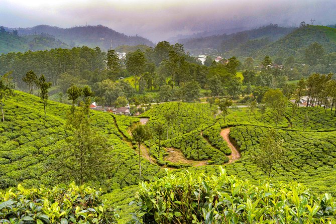 7 Days Kerala Tour- Munnar, Periyar, Houseboat & Varkala Beach - Itinerary: Kochi to Munnar
