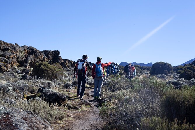 7 Days Kilimanjaro Climbing Tour | Hiking via Lemosho Route - Pricing and Reviews