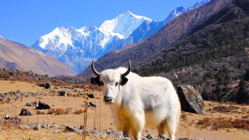 7 Days Langtang Valley Trek - Reservation and Payment