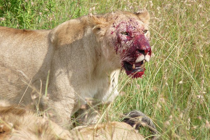 7 Days Maasai Mara-Lake Nakuru-Lake Naivasha & Amboseli - Included Amenities