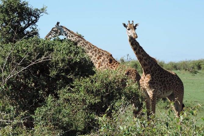 7 Days Maasai Mara-Lake Nakuru-Lake Naivasha & Amboseli - Tour Schedule
