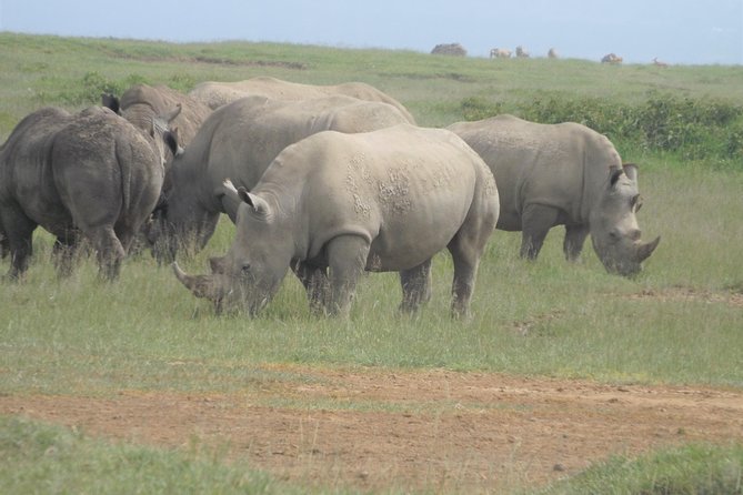 7 Days Maasai Mara-Lake Nakuru-Lake Naivasha & Amboseli - Booking and Cancellation