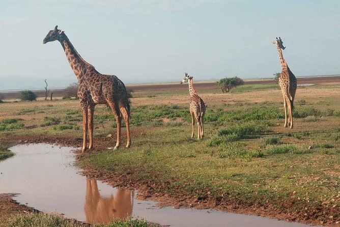 7 Days Maasai Mara - Lake Nakuru - Lake Naivasha- Amboseli Safari. - Pickup and Schedule