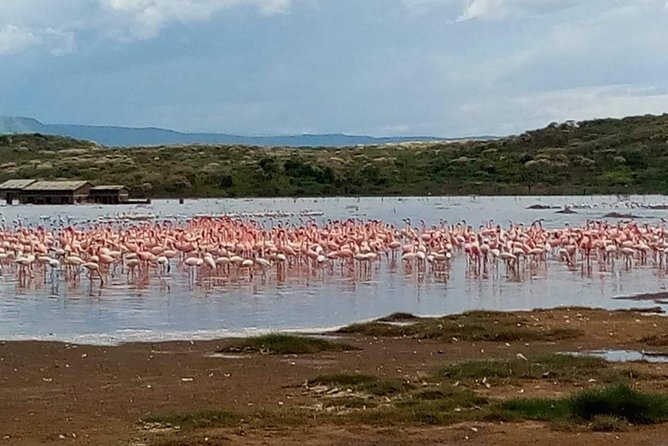 7 Days Maasai Mara - Lake Nakuru - Lake Naivasha- Amboseli Safari. - Health and Accessibility
