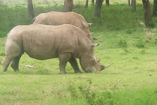 7 Days Maasai Mara - Lake Nakuru - Lake Naivasha- Amboseli Safari. - Reviews and Ratings