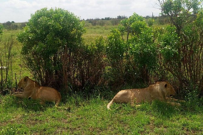 7 Days Maasai Mara - Lake Nakuru - Lake Naivasha- Amboseli Safari. - Highlights of the Tour