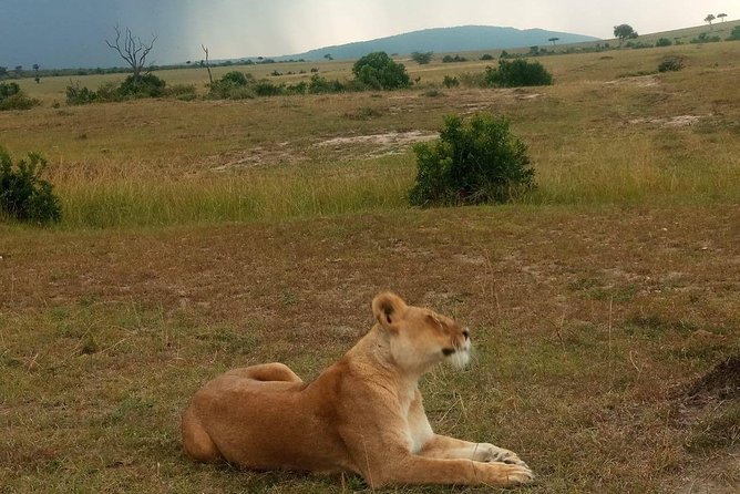 7 Days Maasai Mara - Lake Nakuru - Lake Naivasha- Amboseli Safari. - Activities and Amenities
