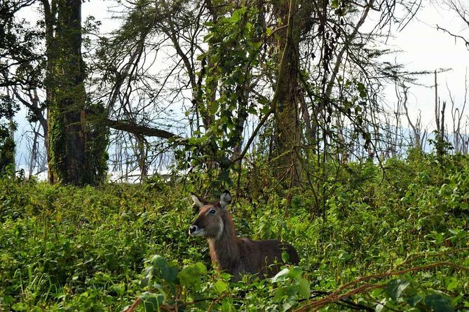 7 Days Maasai Mara - Lake Nakuru - Lake Naivasha - Amboseli Safari - Wildlife and Scenic Highlights