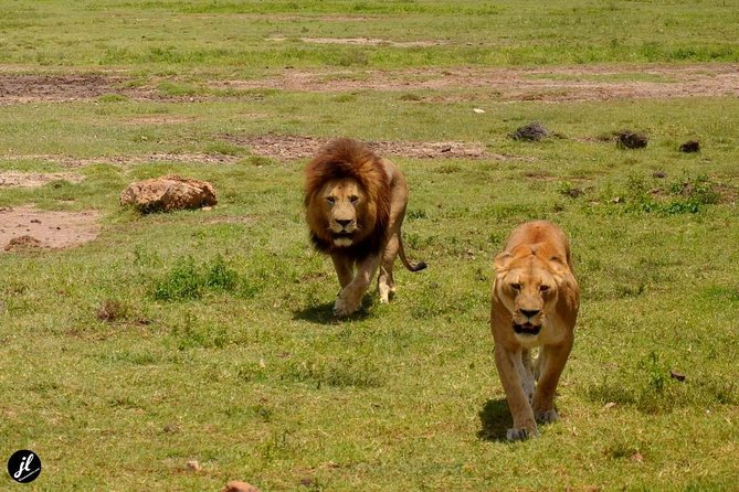 7 Days Maasai Mara - Lake Nakuru - Lake Naivasha - Amboseli Safari - Optional Activities and Upgrades