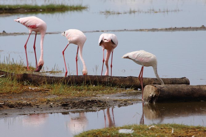 7 Days Maasai Mara - Lake Nakuru - Lake Naivasha - Amboseli Safari - Tips for a Successful Safari