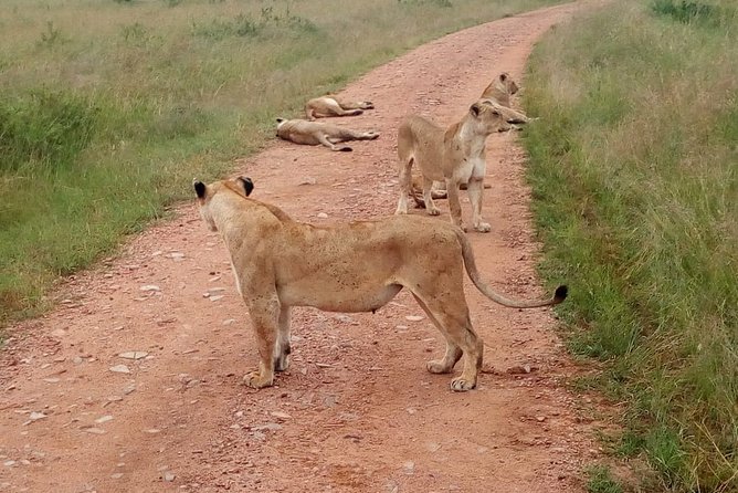 7 Days Maasai Mara, Lakes Nakuru, Naivasha & Amboseli Group Tour - Exploring Lake Nakuru and Naivasha