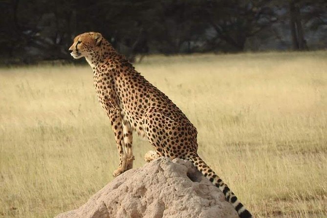 7 Days Maasai Mara National Park , Amboseli Parks and Nakuru Safaris - Tips for Travelers