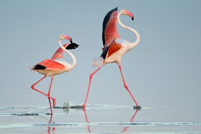 7 Days Magical Northern Tanzania With Roy Safaris - Guest Considerations