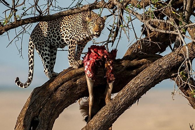 7 Days Mara/L.Naivasha/L.Nakuru/Amboseli - Dining Experiences