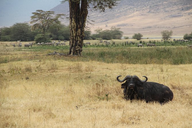7 Days Mara/L.Naivasha/L.Nakuru/Amboseli - Transportation and Logistics