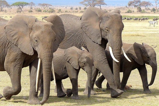 7 Days Mara/L.Naivasha/L.Nakuru/Amboseli - Traveler Reviews