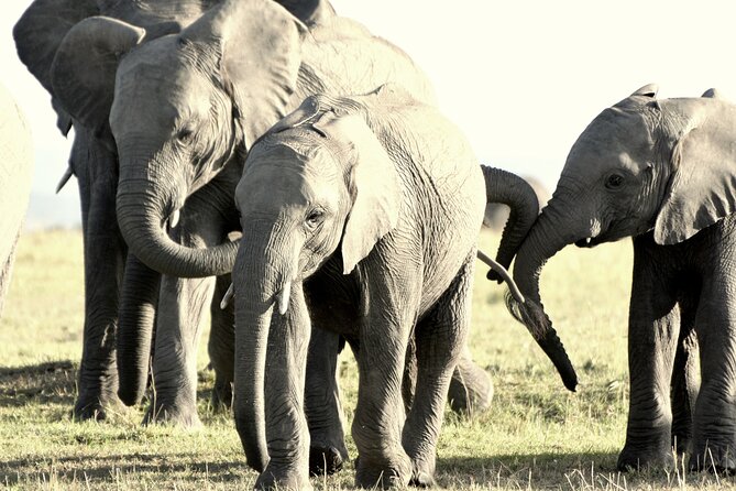 7 Days Masai Mara / Lake Nakuru / Lake Naivasha / Amboseli - Accommodation and Dining