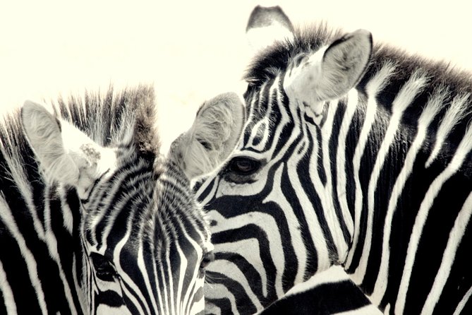 7 Days Masai Mara / Lake Nakuru / Lake Naivasha / Amboseli - Inclusions and Exclusions