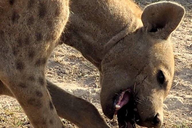 7 Days Masai Mara / Lake Nakuru / Lake Naivasha / Amboseli - Itinerary and Daily Activities