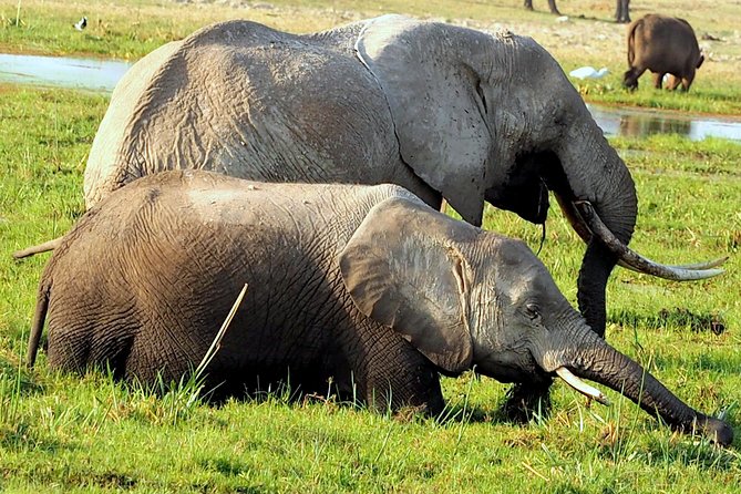 7 Days Masai Mara / Lake Nakuru / Lake Naivasha / Amboseli - Wildlife and Ecosystem