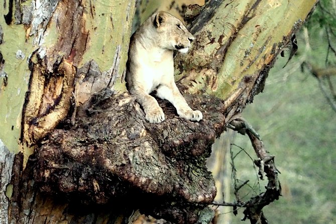 7 Days Masai Mara / Lake Nakuru / Lake Naivasha / Amboseli - Preparation and Packing