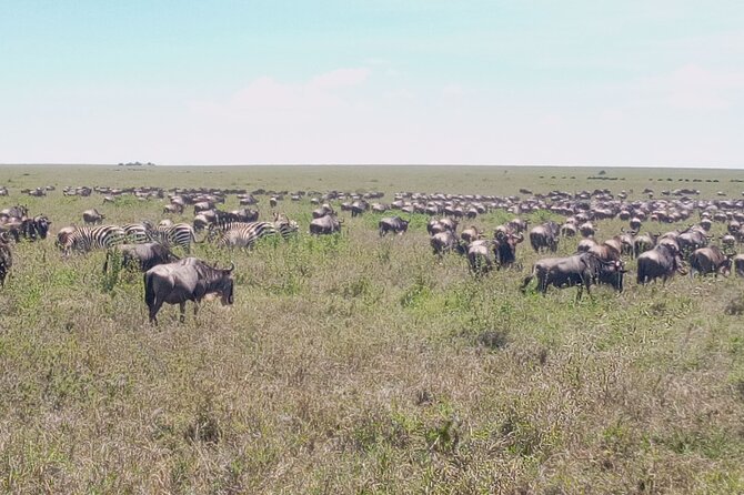 7 Days Mt Kilimanjaro,Tarangire Np, Ngorongoro, Serengeti Np, Lake Manyara NP - Additional Information