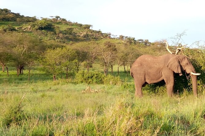 7 Days Mt Kilimanjaro,Tarangire Np, Ngorongoro, Serengeti Np, Lake Manyara NP - Accommodation Options