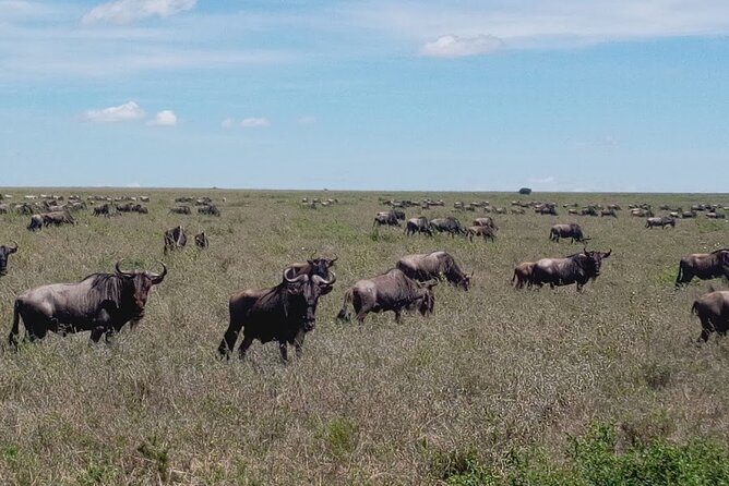 7 Days Mt Kilimanjaro,Tarangire Np, Ngorongoro, Serengeti Np, Lake Manyara NP - Wildlife Highlights