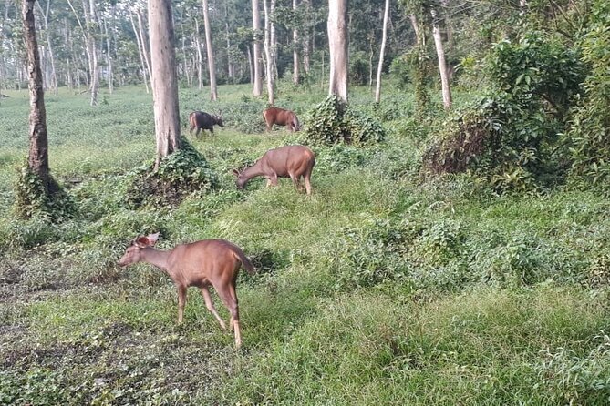 7 Days Nepal Tour (Kathmandu - Pokhara - Chitwan) - Why Choose This Tour?