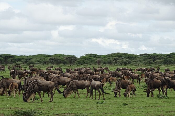 7 Days PRIVATE Best of Tanzania Safari *Departing Everyday* - Included Services