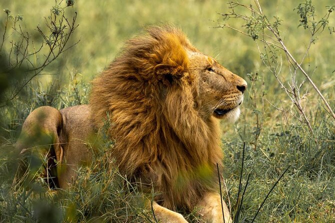 7 Days PRIVATE Best of Tanzania Safari *Departing Everyday* - Itinerary Highlights