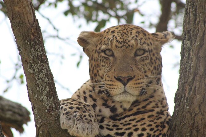 7 Days PRIVATE Best of Tanzania Safari *Departing Everyday* - Travel Tips