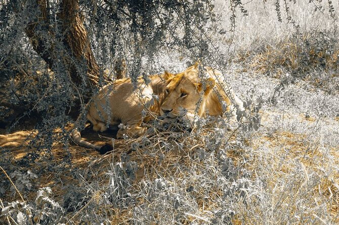 7 Days PRIVATE Best of Tanzania Safari *Departing Everyday* - Customer Reviews