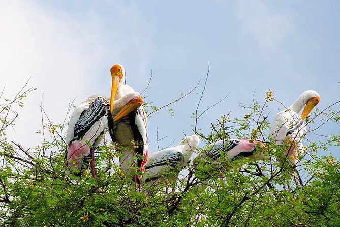 7 - Days Private Golden Triangle Tour With Bird Sanctuary - Exclusions