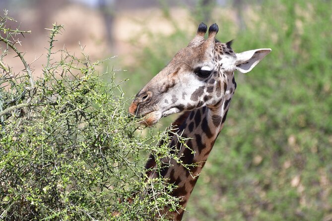 7 Days Rhino Ngorongoro Crater Safari Tour - Additional Details