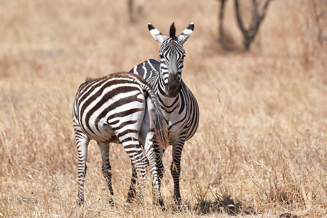 7 Days Rhino Ngorongoro Crater Safari Tour - Itinerary