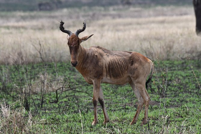 7 Days Rhino Ngorongoro Crater Safari Tour - Booking and Cancellation