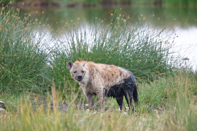 7 Days Rhino Ngorongoro Crater Safari Tour - Recap