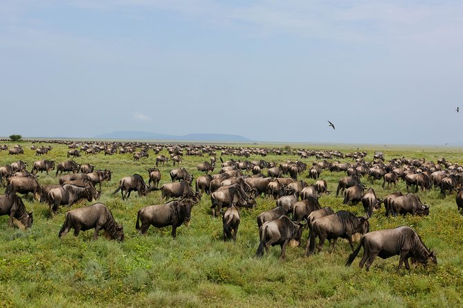 7 Days Safari. Serengeti, Tarangire, Lake Manyara & Ngorongoro Crater. - Additional Information