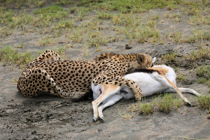 7 Days Safari. Serengeti, Tarangire, Lake Manyara & Ngorongoro Crater. - Tour Reviews