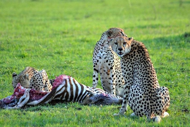 7 Days Safari to Masai Mara Nakuru ,Naivasha and Amboseli Parks - Optional Activity Pricing