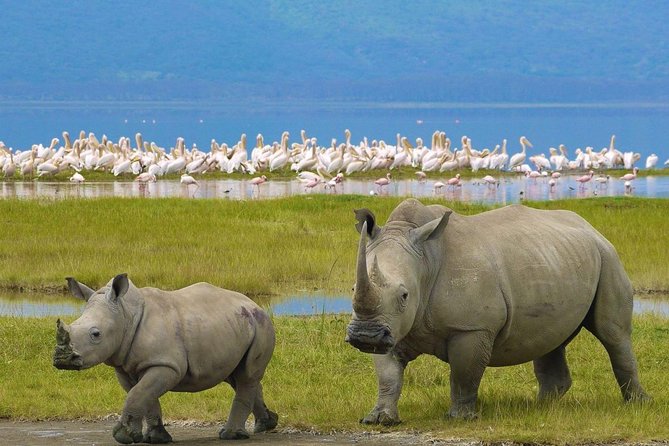 7 Days Safari to Masai Mara Nakuru ,Naivasha and Amboseli Parks - Cancellation Policy and Accessibility