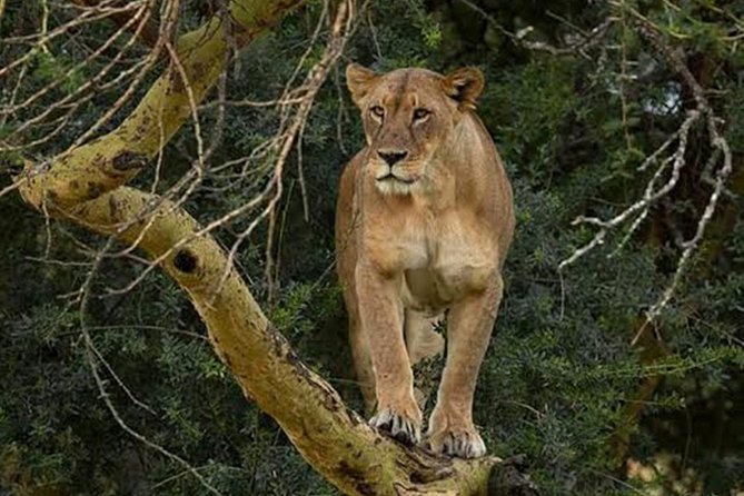 7 Days Safari to Masai Mara Nakuru ,Naivasha and Amboseli Parks - Safari Pickup and Drop-off