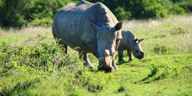7 Days South Africa and Eswatini Adventure Tour - Accommodation and Meals
