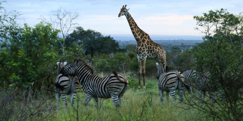 7 Days South Africa and Eswatini Adventure Tour - Reservation Information