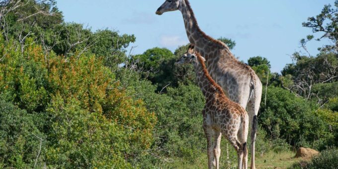 7 Days South Africa and Eswatini Adventure Tour - Frequently Asked Questions