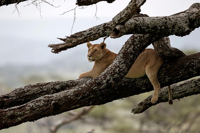 7 Days Tanzania Luxury Safari Experience & Coffee Walking Tour - Overview of Experience