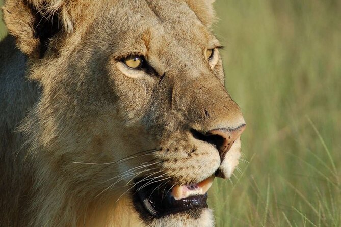 7 Days Tanzania Luxury Safaris - Additional Information