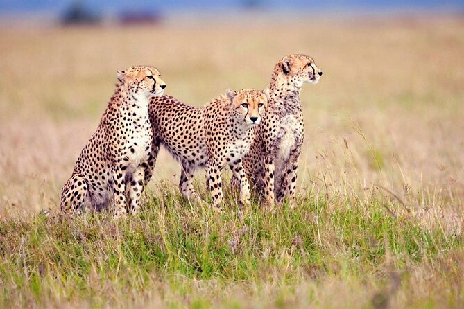 7 Days Tanzania Luxury Safaris - Safari Experiences